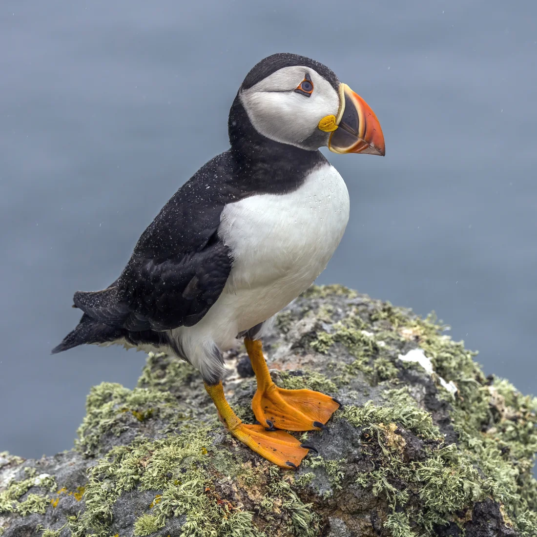 An Atlantic puffin with its striped orange beak standing on a lichen covered rock on Skomer Island, Wales