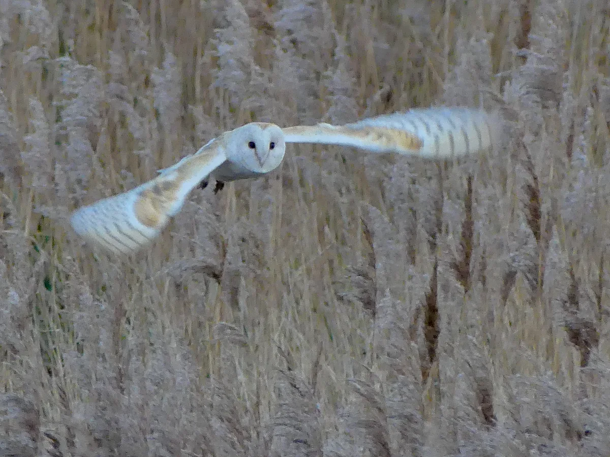 A barn owl with pale wings spread, flying low over a reed bed