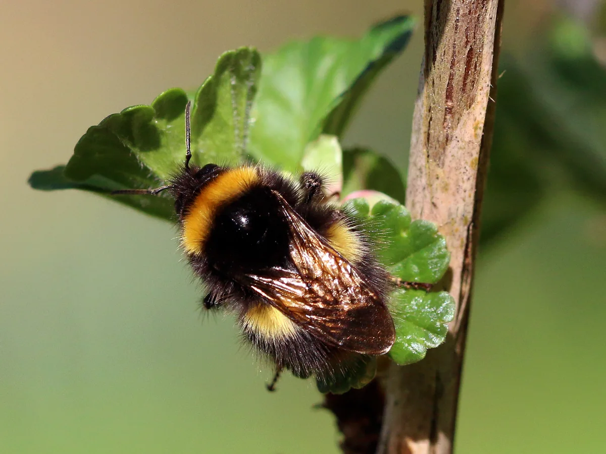 A buff-tailed bumblebee with yellow bands and a buff tail, clinging to a green leaf
