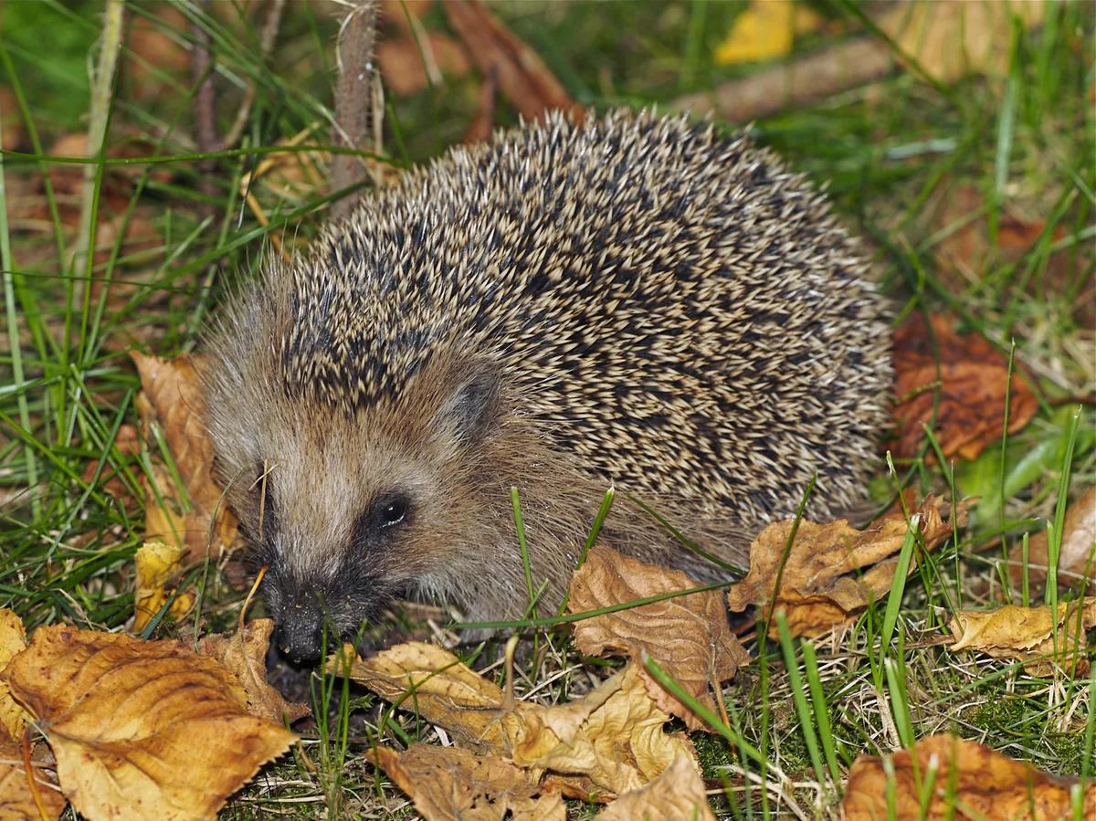 A European hedgehog foraging among fallen autumn leaves and grass